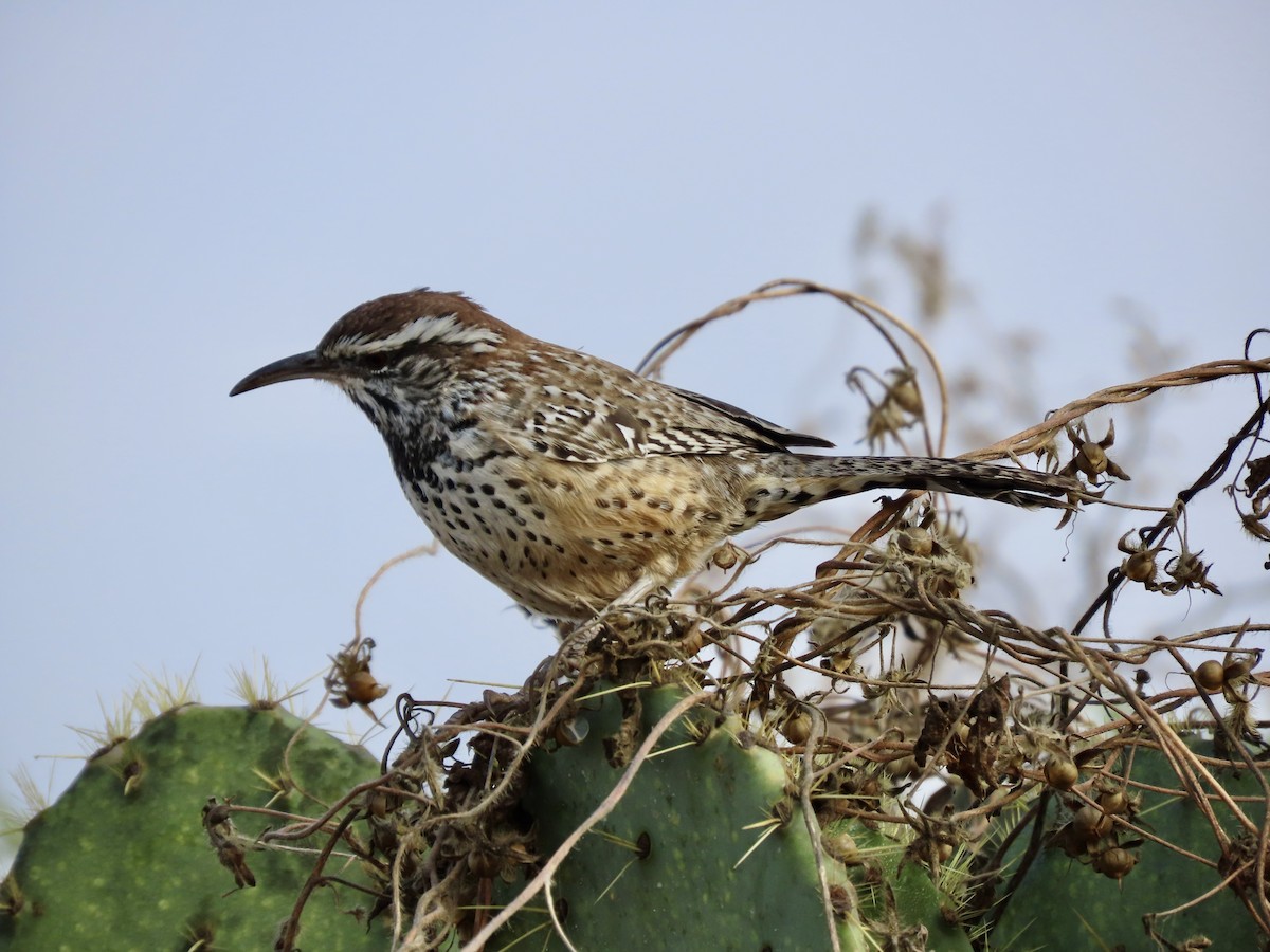 Cactus Wren - ML645901679