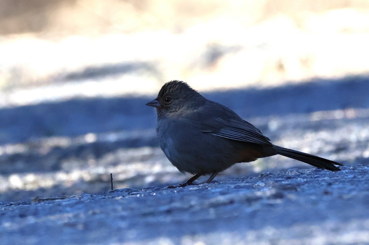 California Towhee - ML645901681