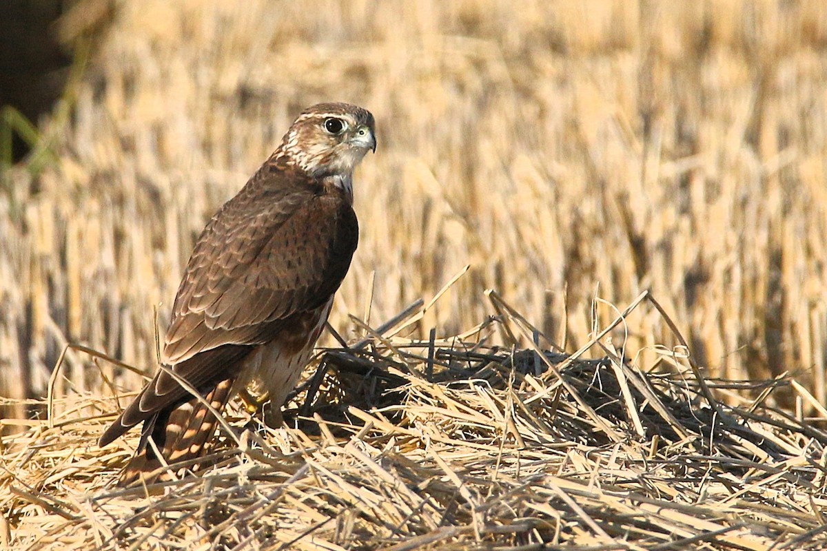 Merlin - ML645901685