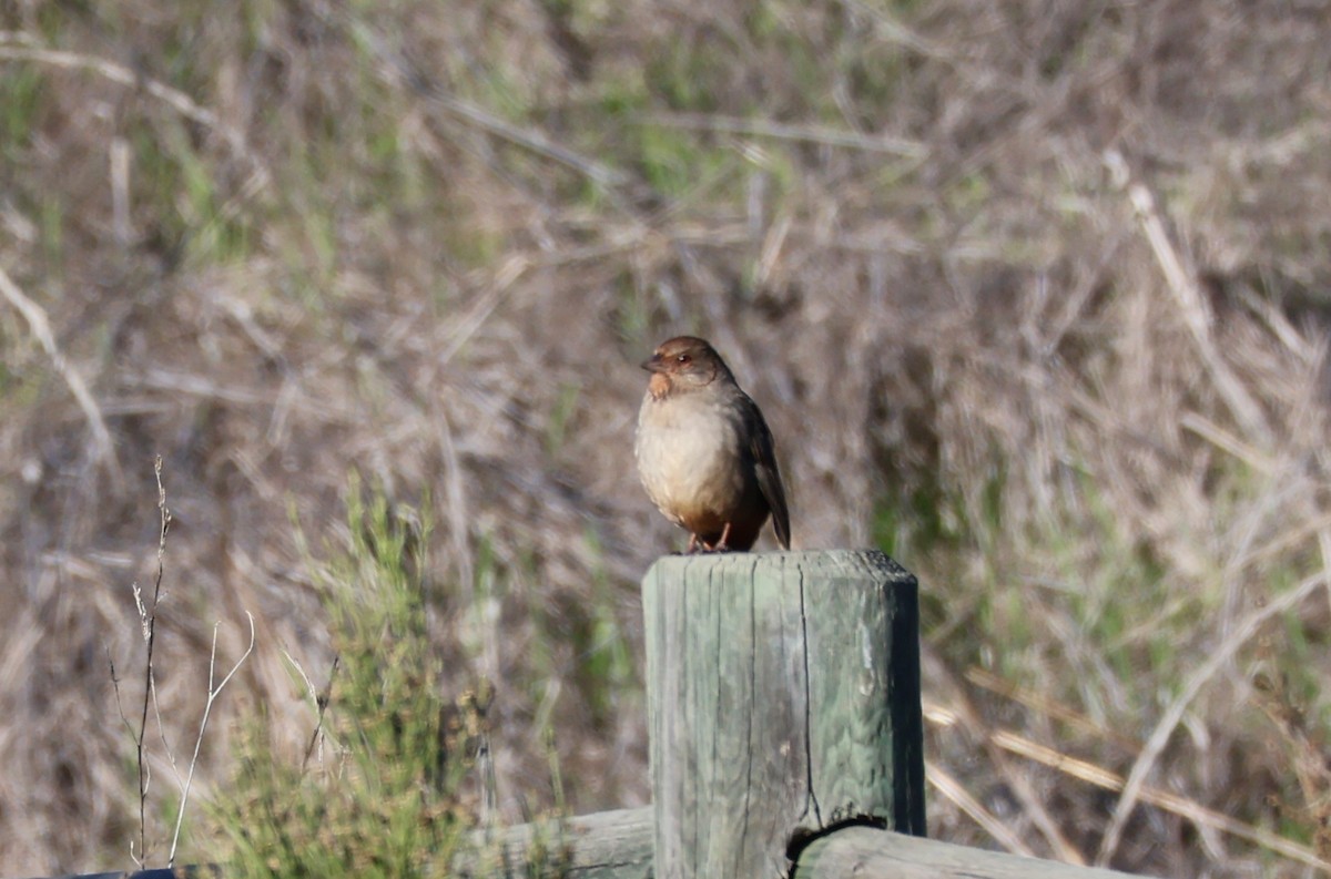California Towhee - ML645901686