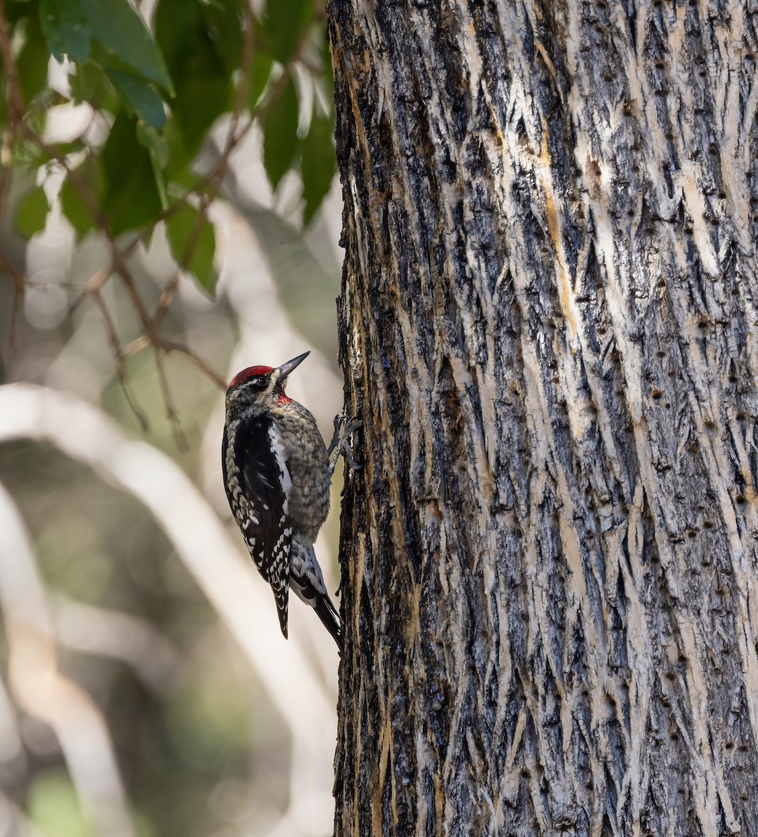 Red-naped Sapsucker - ML645901688