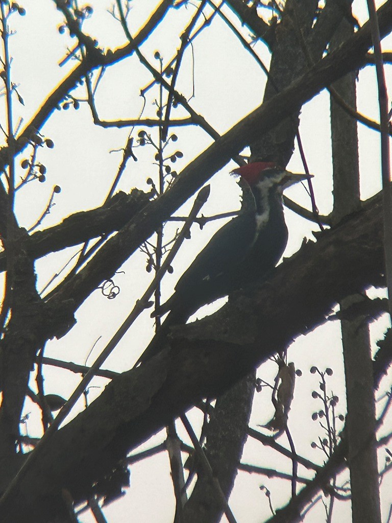 Pileated Woodpecker - ML645901690
