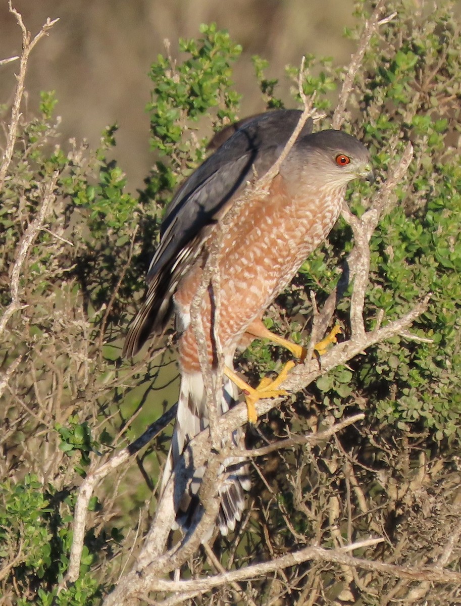 Cooper's Hawk - ML645901691
