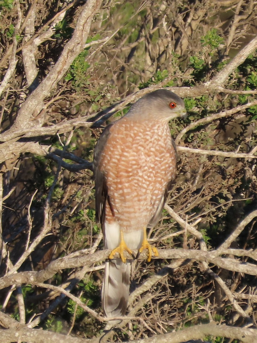 Cooper's Hawk - ML645901692