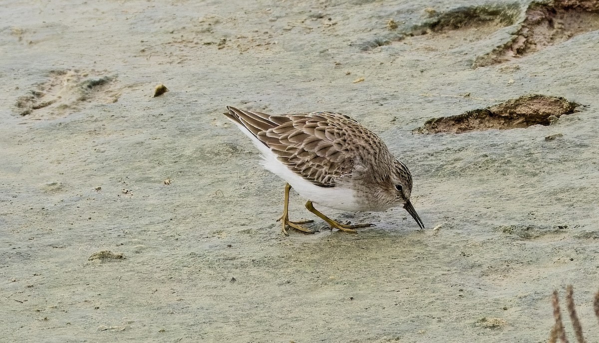 Least Sandpiper - ML645901694