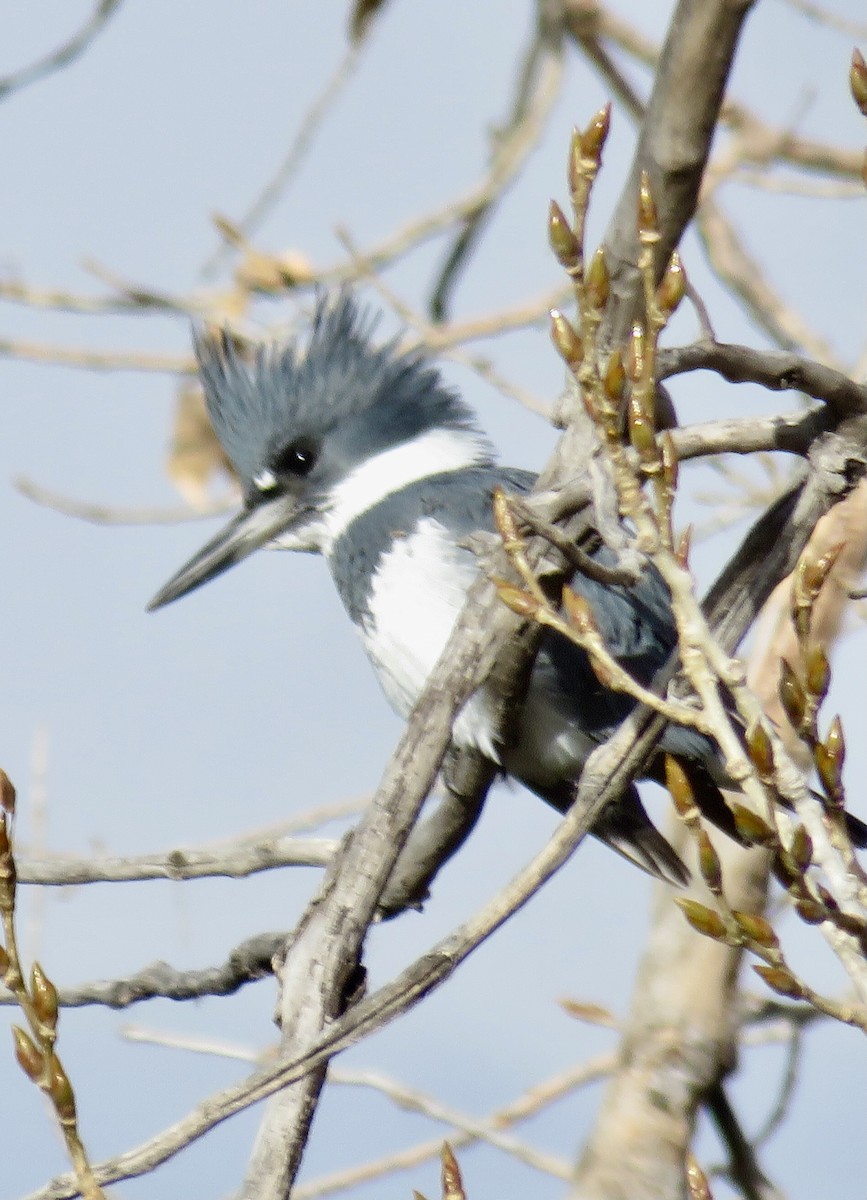 Belted Kingfisher - ML645901696
