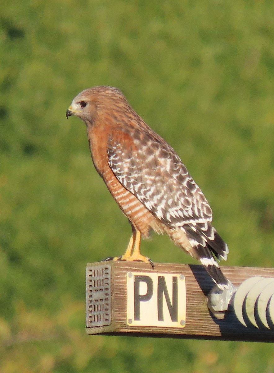 Red-shouldered Hawk - ML645901702