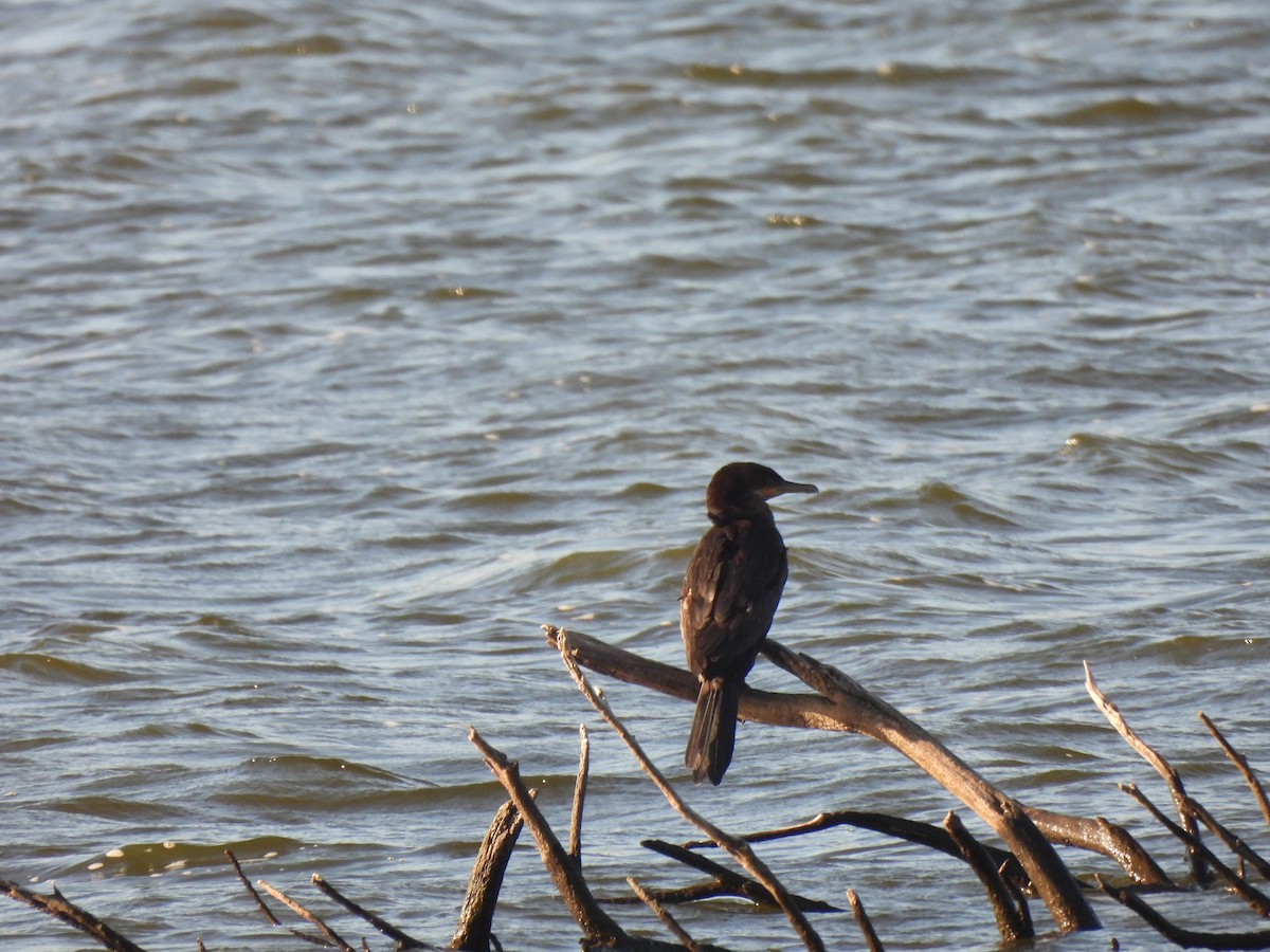 Neotropic Cormorant - ML645901703