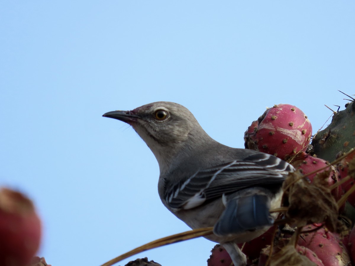 Northern Mockingbird - ML645901704