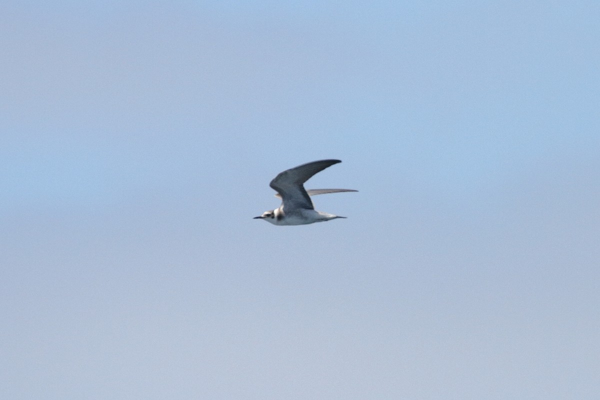 Black Tern - ML645901709