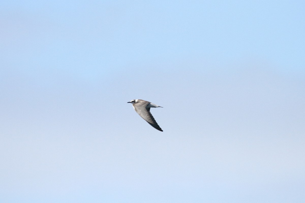 Black Tern - ML645901710