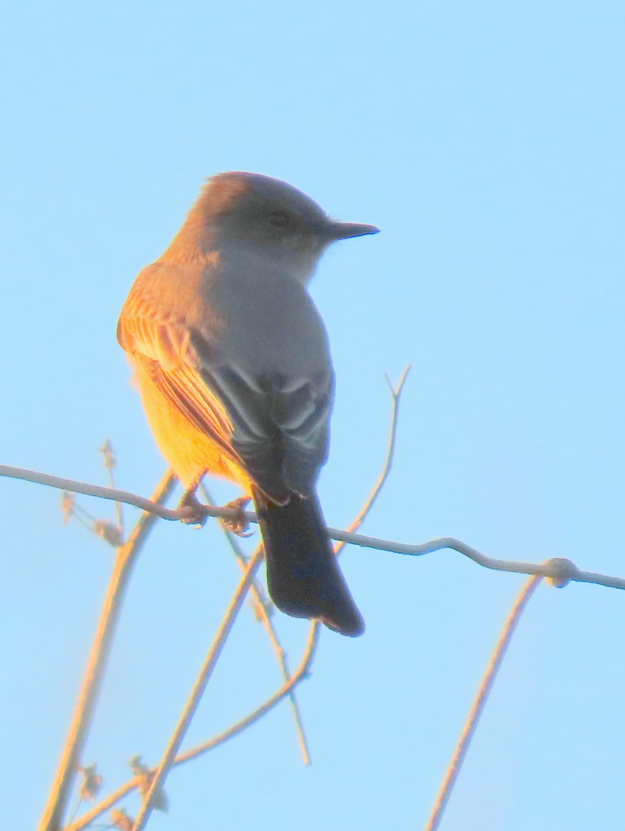 Say's Phoebe - ML645901712