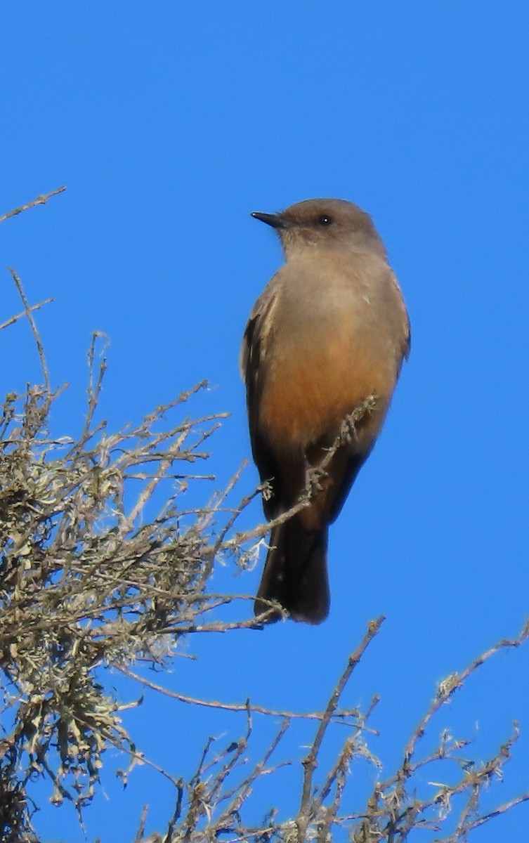 Say's Phoebe - ML645901713