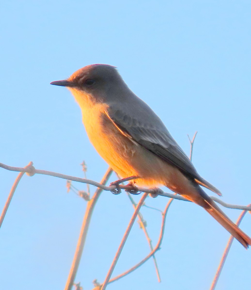 Say's Phoebe - ML645901716