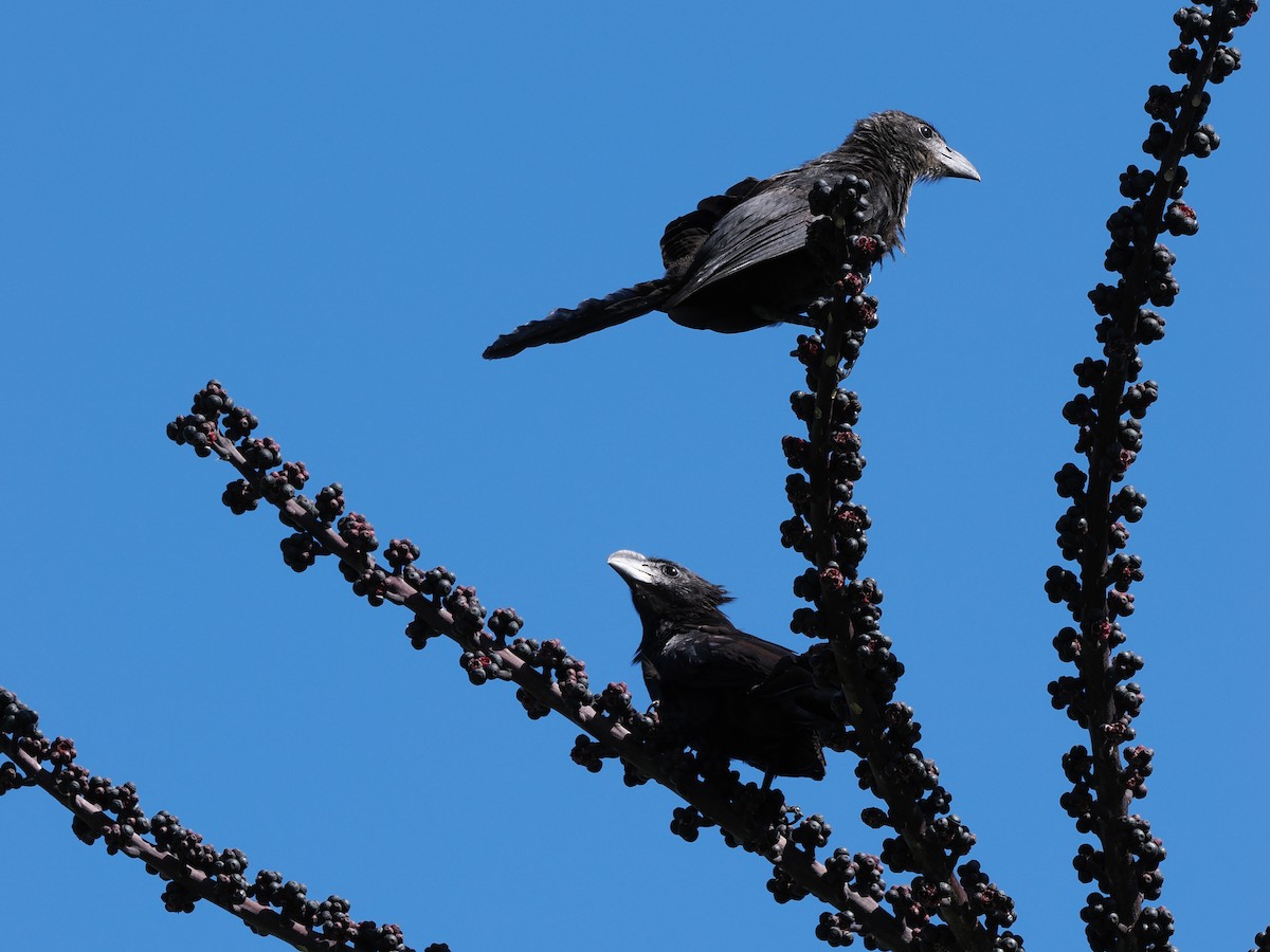 Ані товстодзьобий - ML645901717