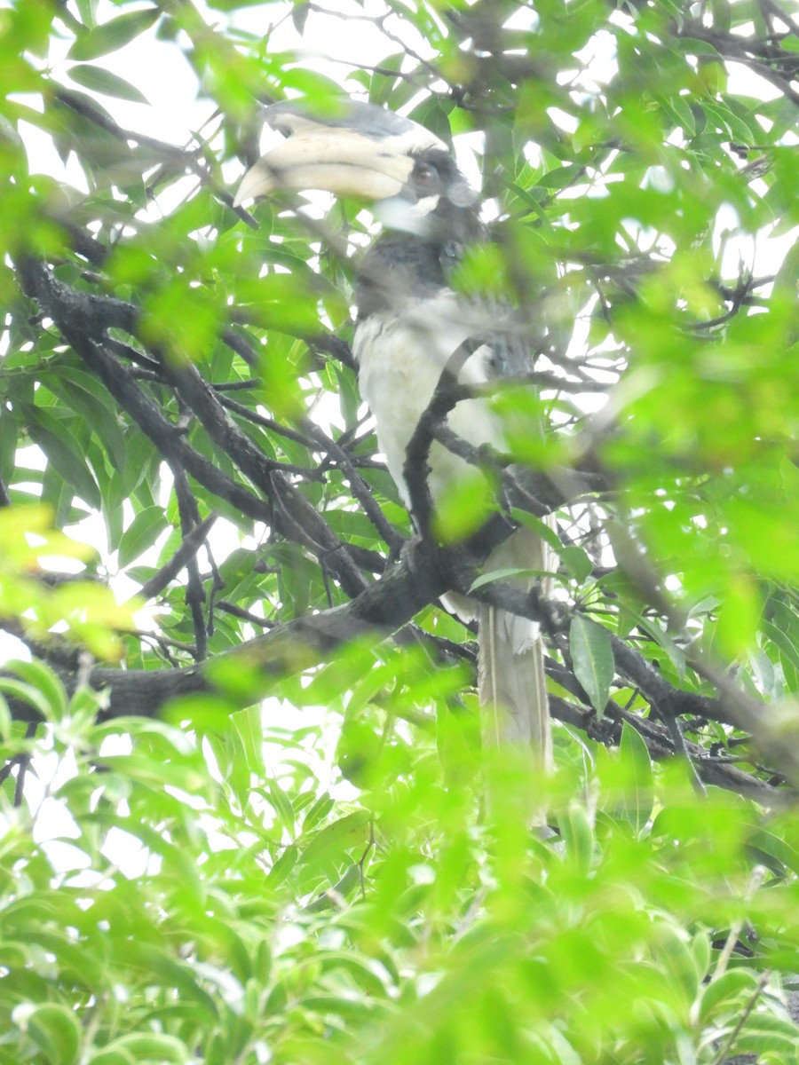 カササギサイチョウ - ML645901718