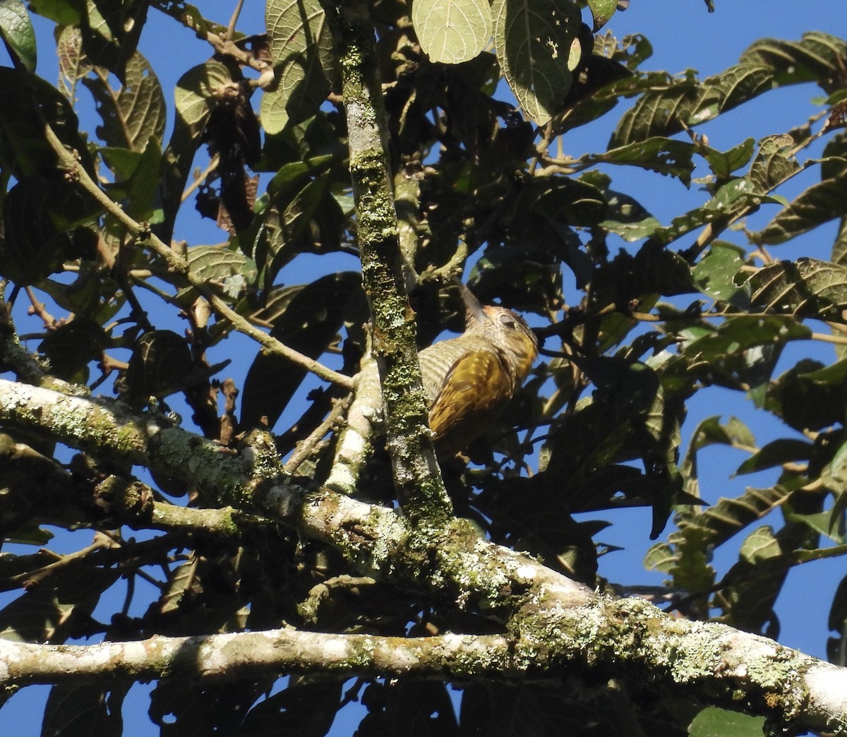 Yellow-eared Woodpecker - ML645901726