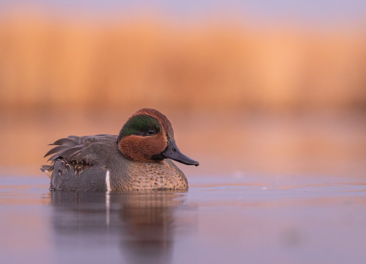 krikkand - ML645901738