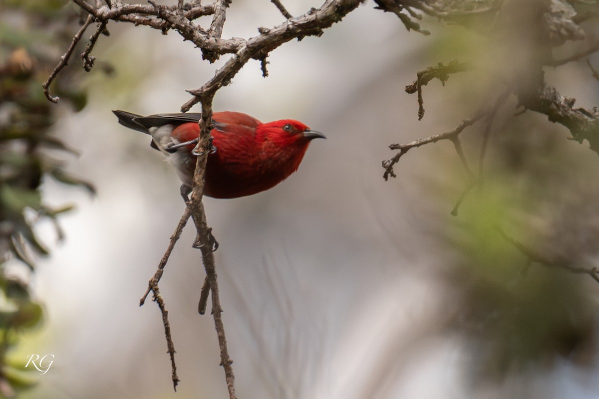 šatovník karmínový - ML645901742