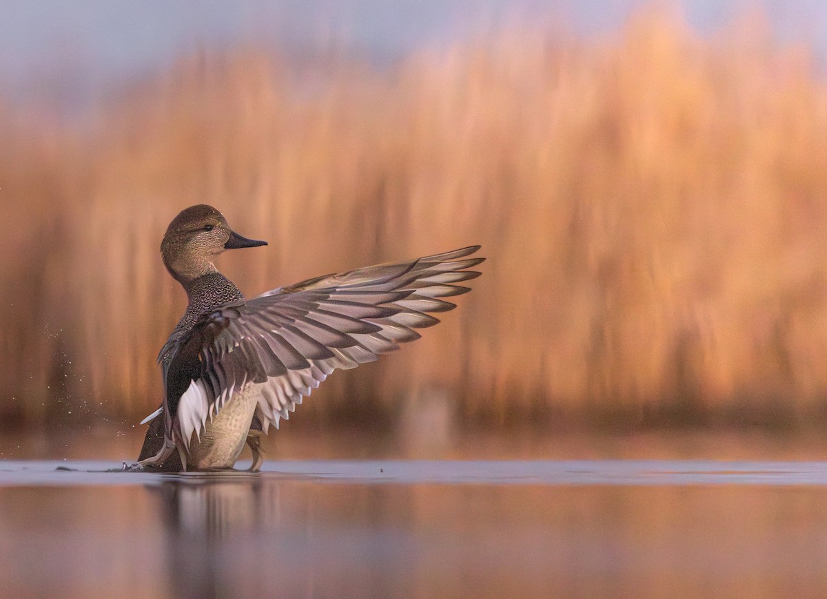 Серая утка - ML645901746