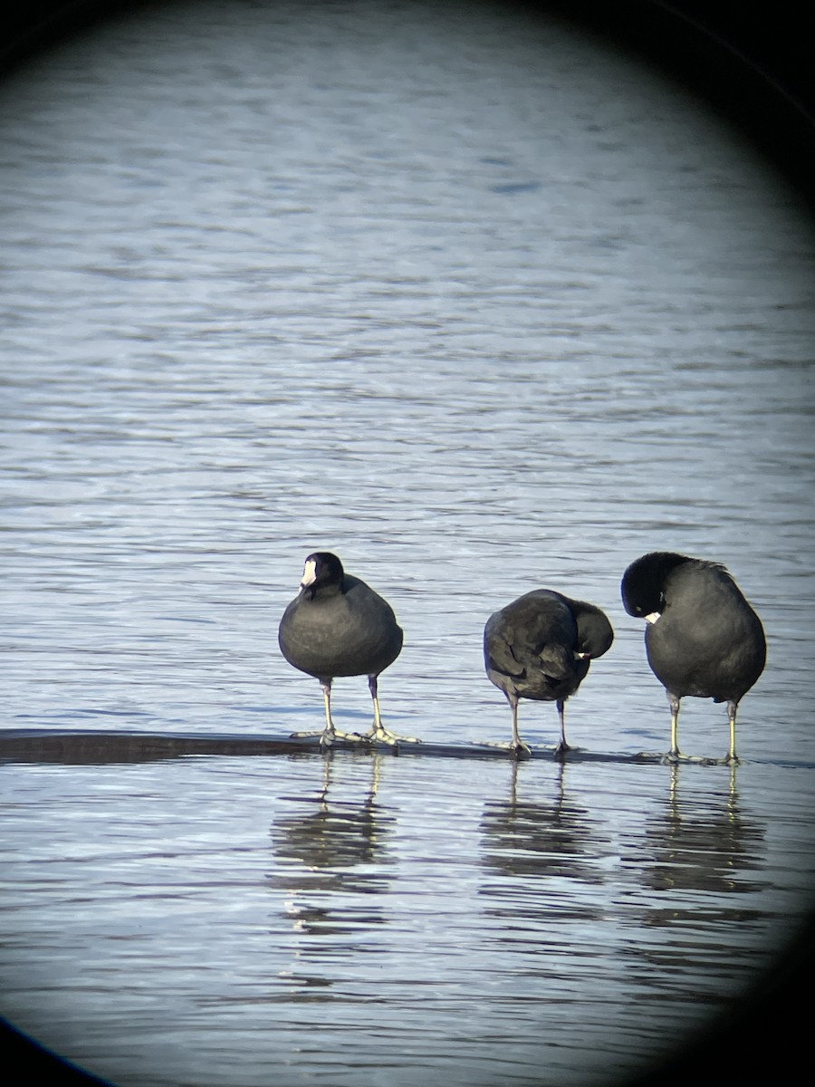 American Coot - ML645901753