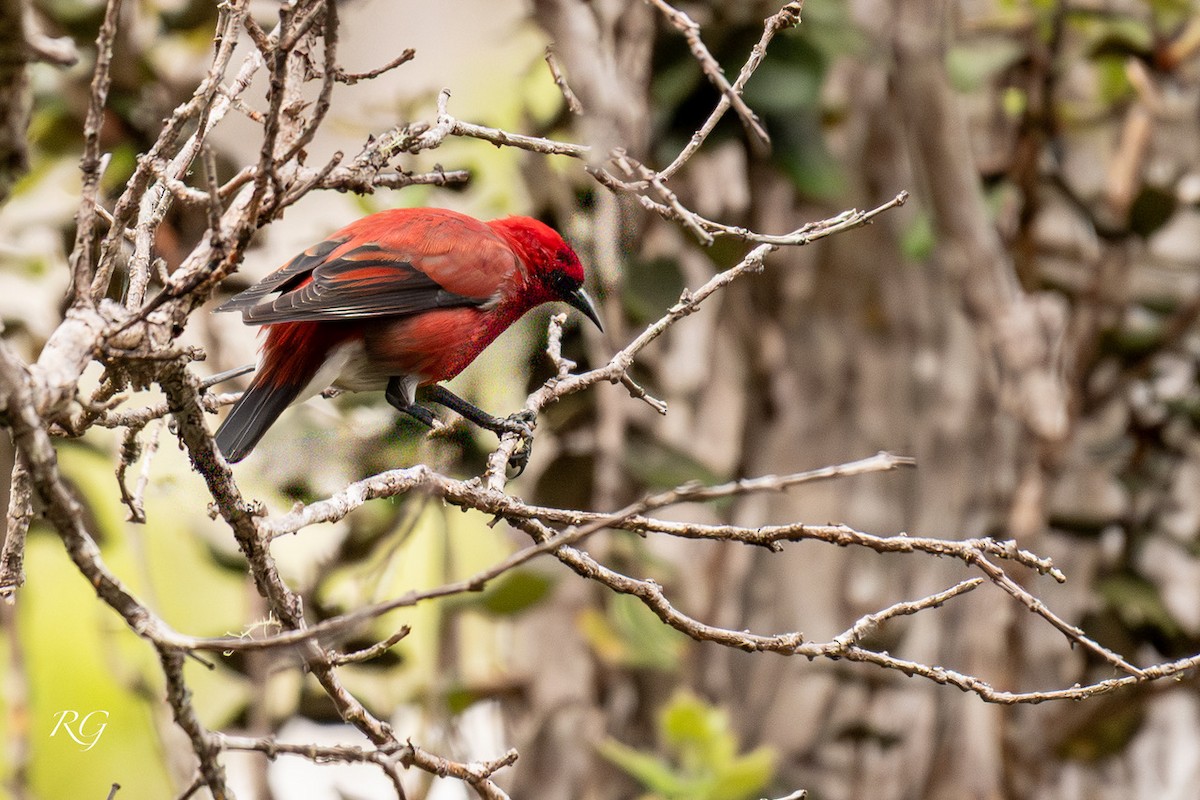 šatovník karmínový - ML645901760