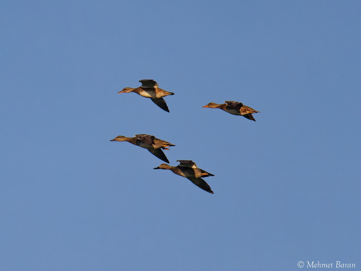 Серая утка - ML645901766