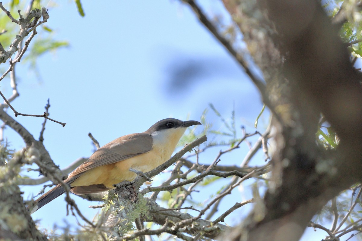 Галапагосская пиайя - ML645901772