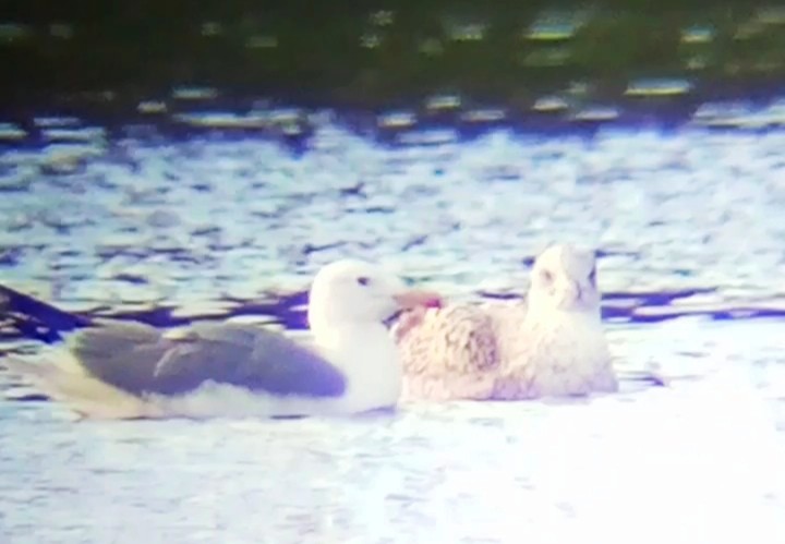 Caspian Gull - ML645901778