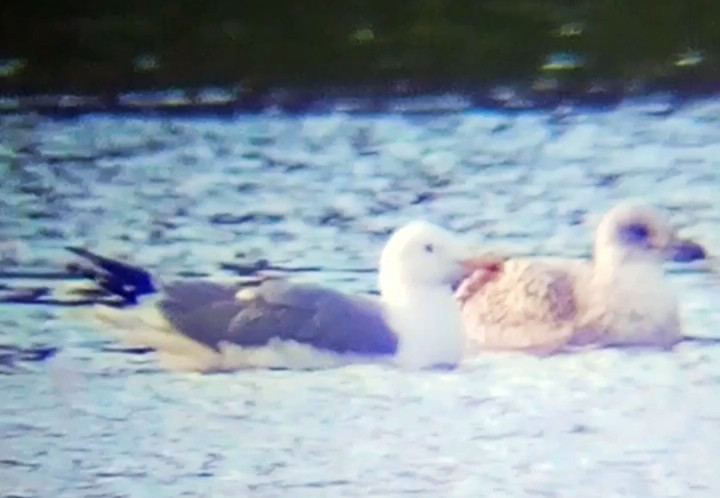 Caspian Gull - ML645901779