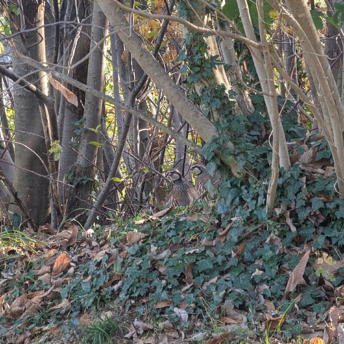 Red-legged Partridge - ML645901782