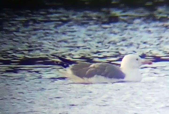 Caspian Gull - ML645901783