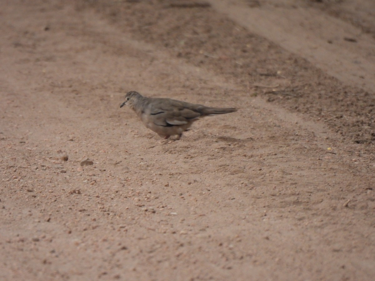 Picui Ground Dove - ML645901794