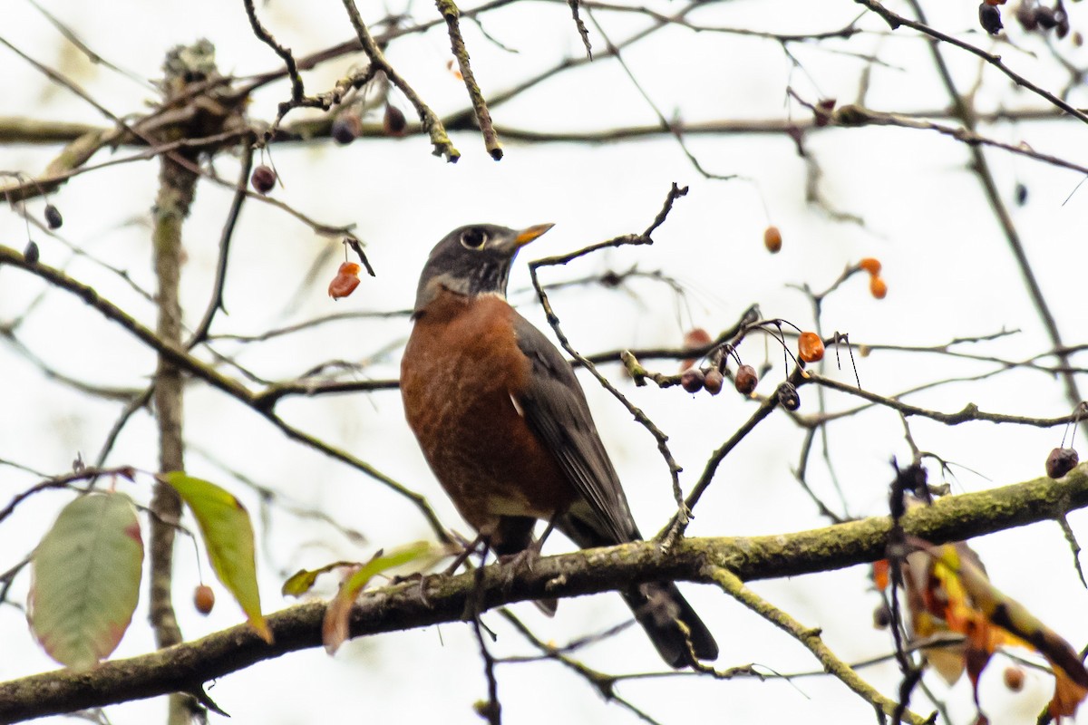 American Robin - ML645901799