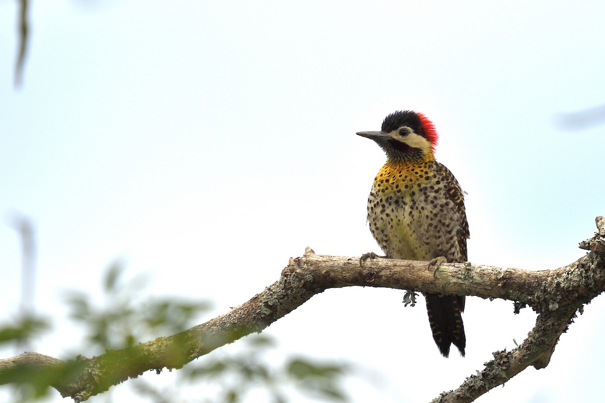 Черноусый дятел - ML645901803