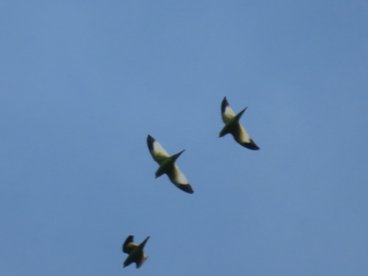 White-winged Parakeet - ML645901812