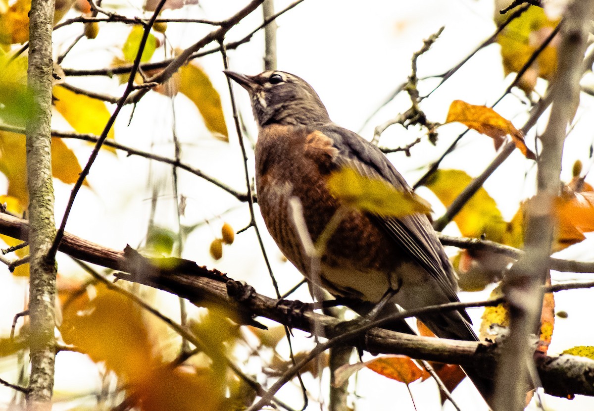 American Robin - ML645901817