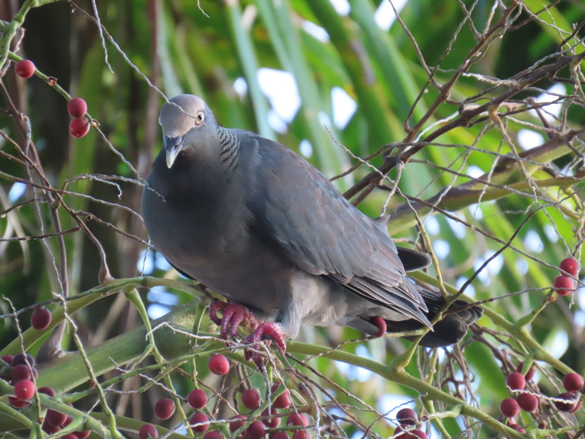 holub antilský - ML645901818