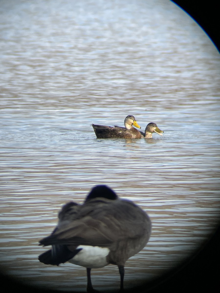 American Black Duck - ML645901825