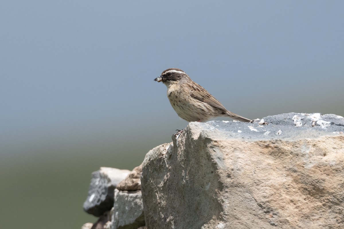 Radde's Accentor - ML645901828