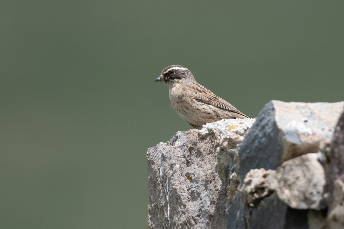 Radde's Accentor - ML645901829