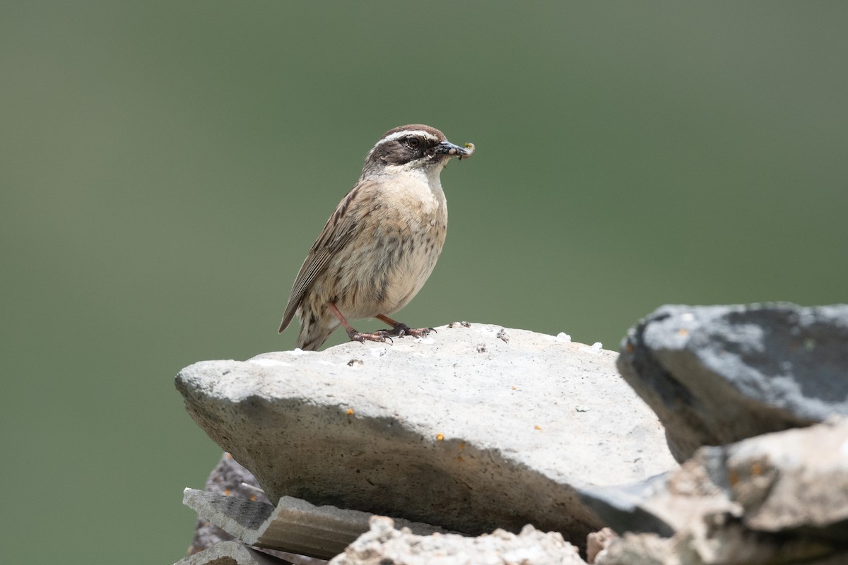 Radde's Accentor - ML645901830