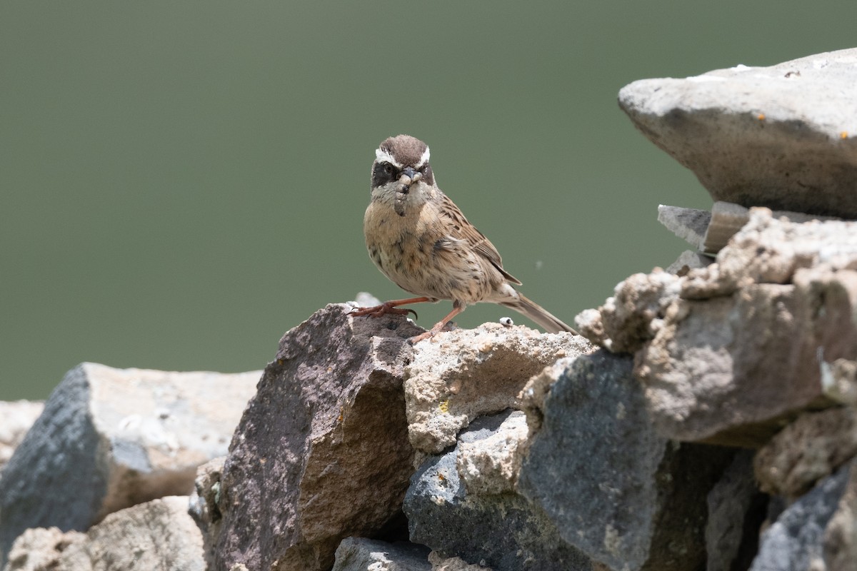 Radde's Accentor - ML645901831