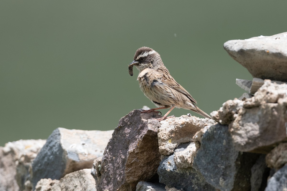 Radde's Accentor - ML645901832