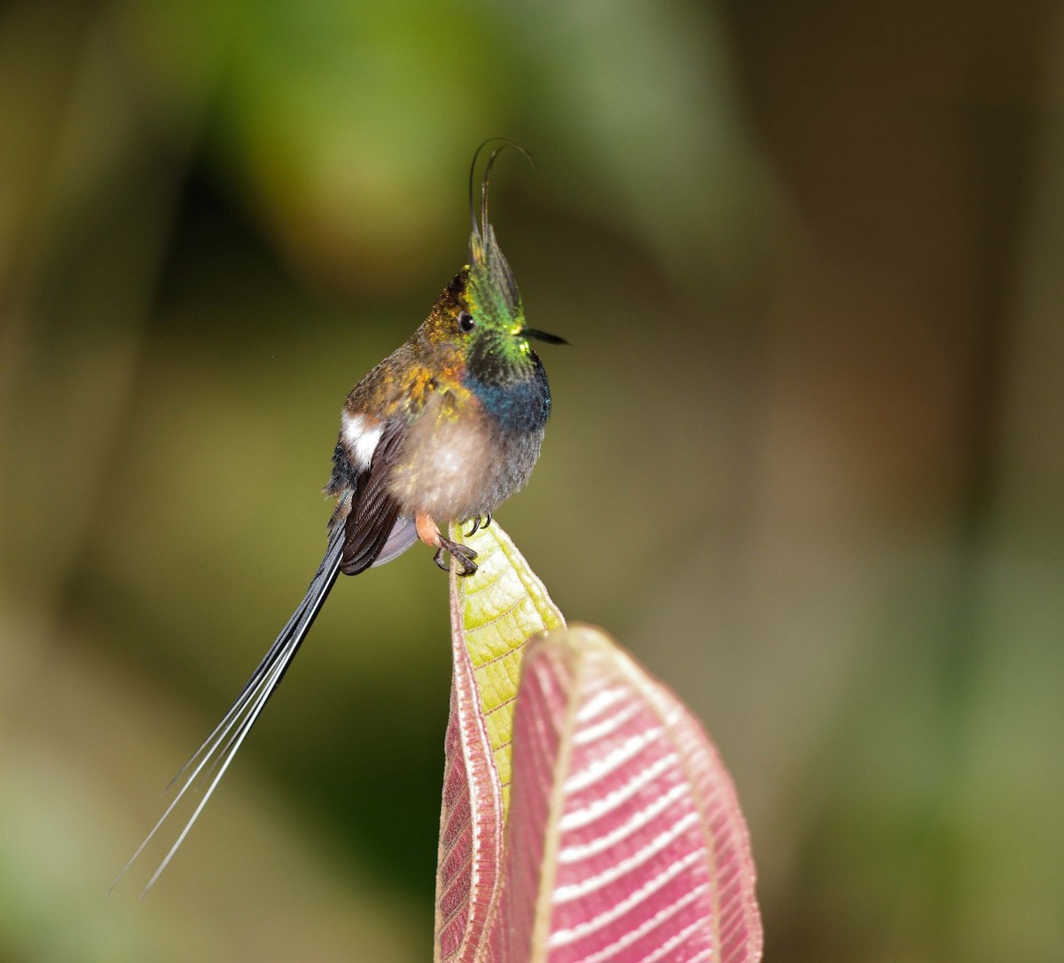 Wire-crested Thorntail - ML645901834