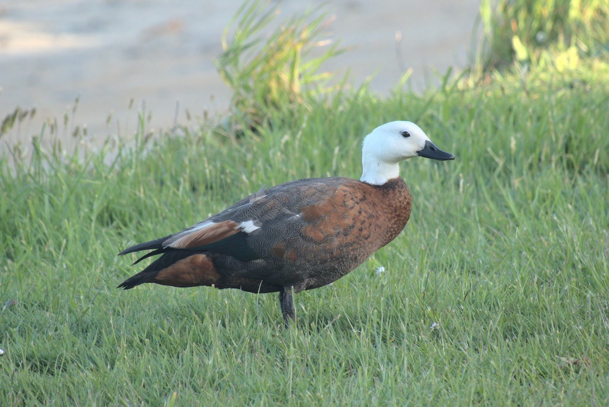 Yeni Zelanda Angıtı - ML645901838