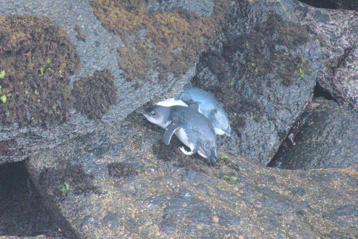 Малый пингвин - ML645901841