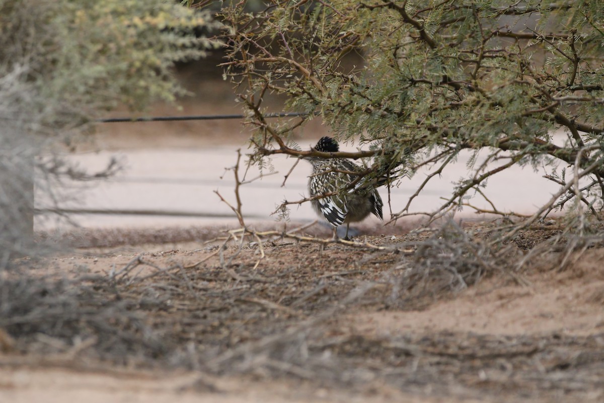 Greater Roadrunner - ML645901844