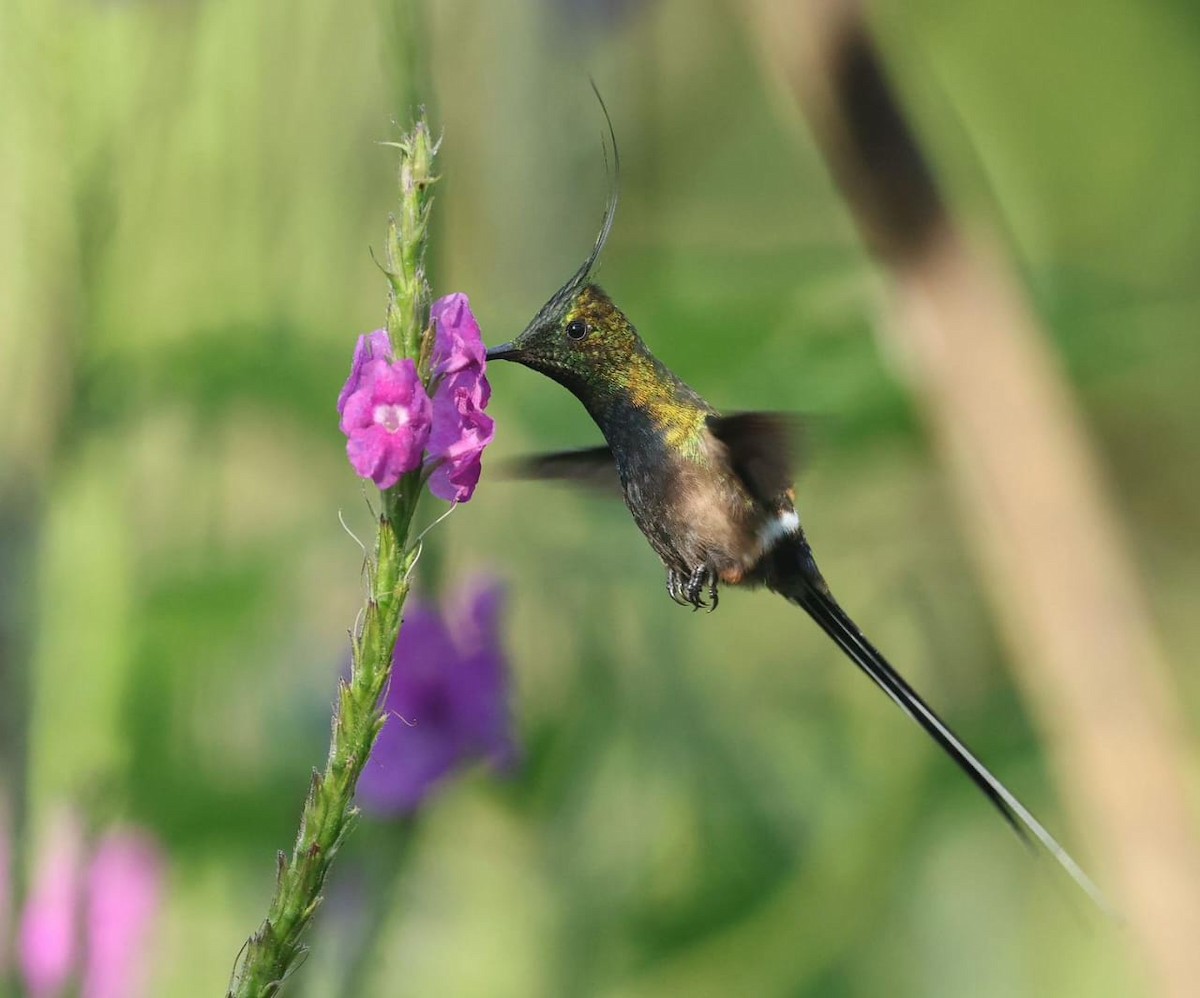 Wire-crested Thorntail - ML645901845
