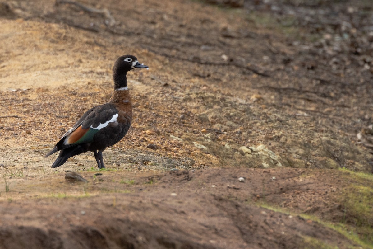 Australian Shelduck - ML645901847